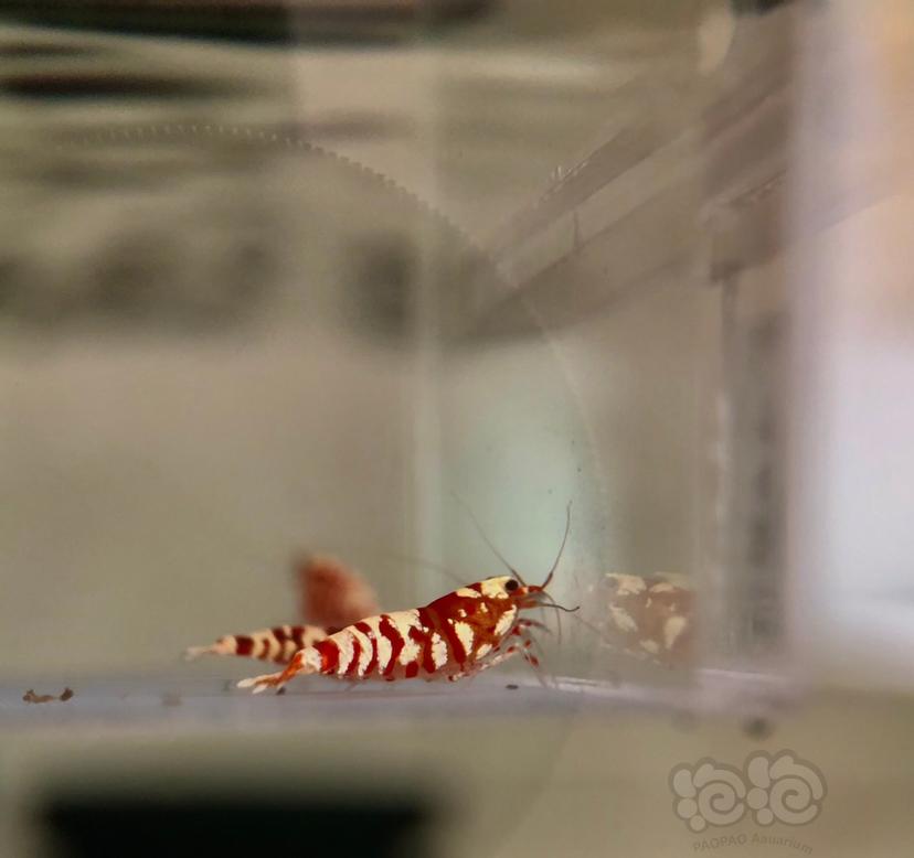 【虾】2020-8-24#RMB拍卖红花虎一份5只-图1
