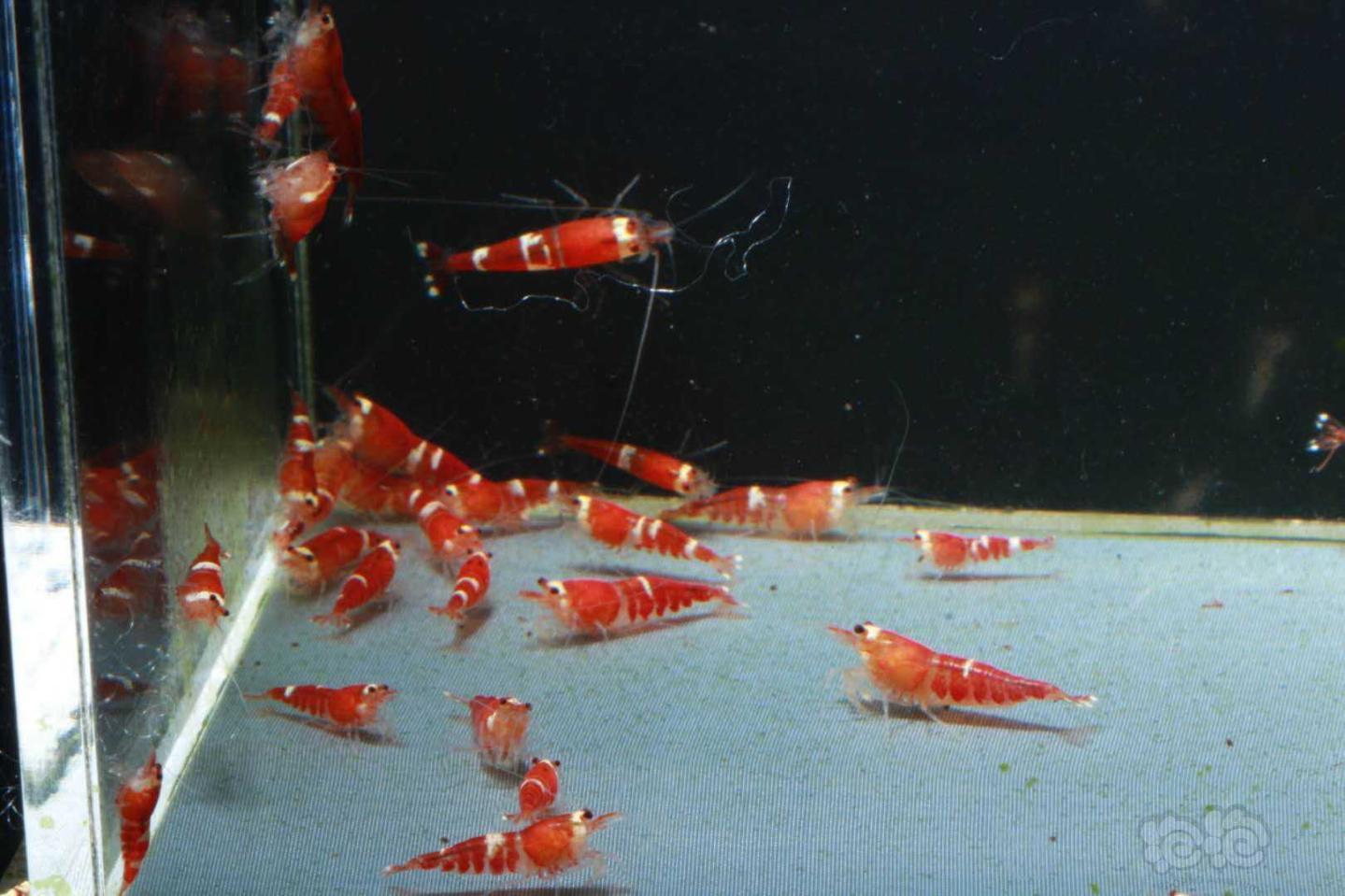 【虾】2020－8－31#RMB拍卖超级红锁小苗30只-图3