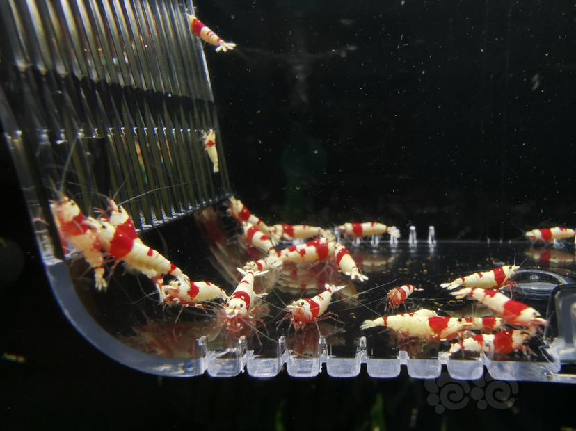 【虾】2020-08-29#RMB拍卖红白纯血一组40只-图3