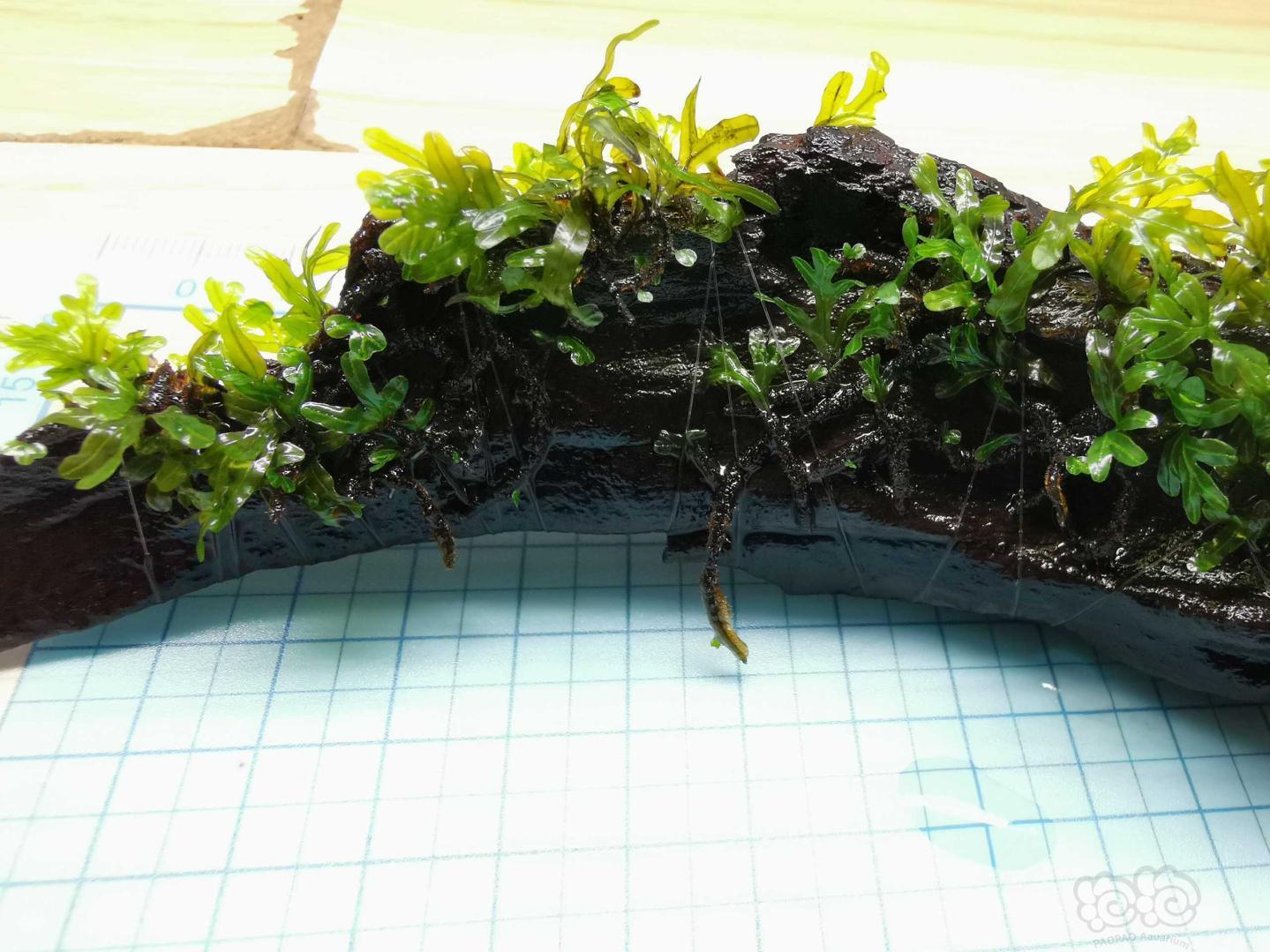 【水草】2020-08-30#RMB拍卖沉木定植翅脉蕨一块-图3