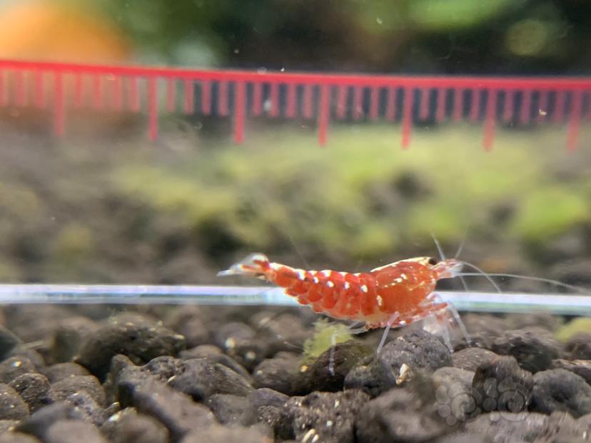 【虾】2020-8-25#RMB拍卖#红银河星钻新成淘汰母虾一份3只-图3