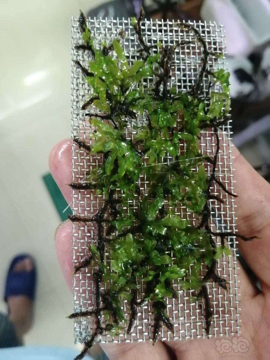 【水草】2020-08-05#RMB拍卖状态完美的翅脉蕨一片-2-图4