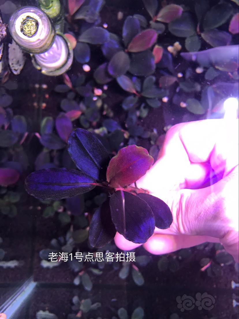 【辣椒榕】北京出售12玄武海2颗（每人限购一颗）-图3