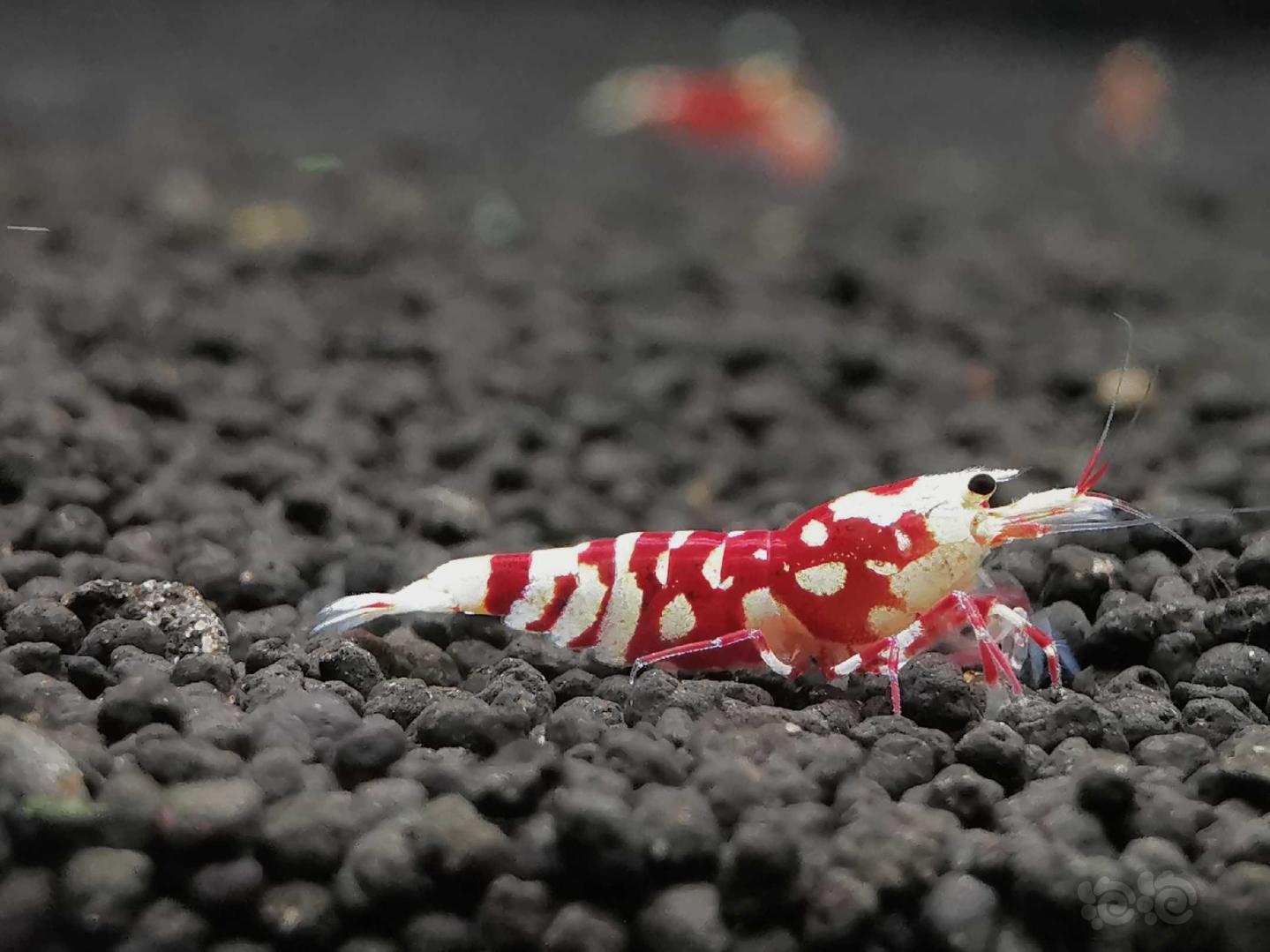 【虾】2020-08-03#RMB拍卖太极红花虎成体两只-图1