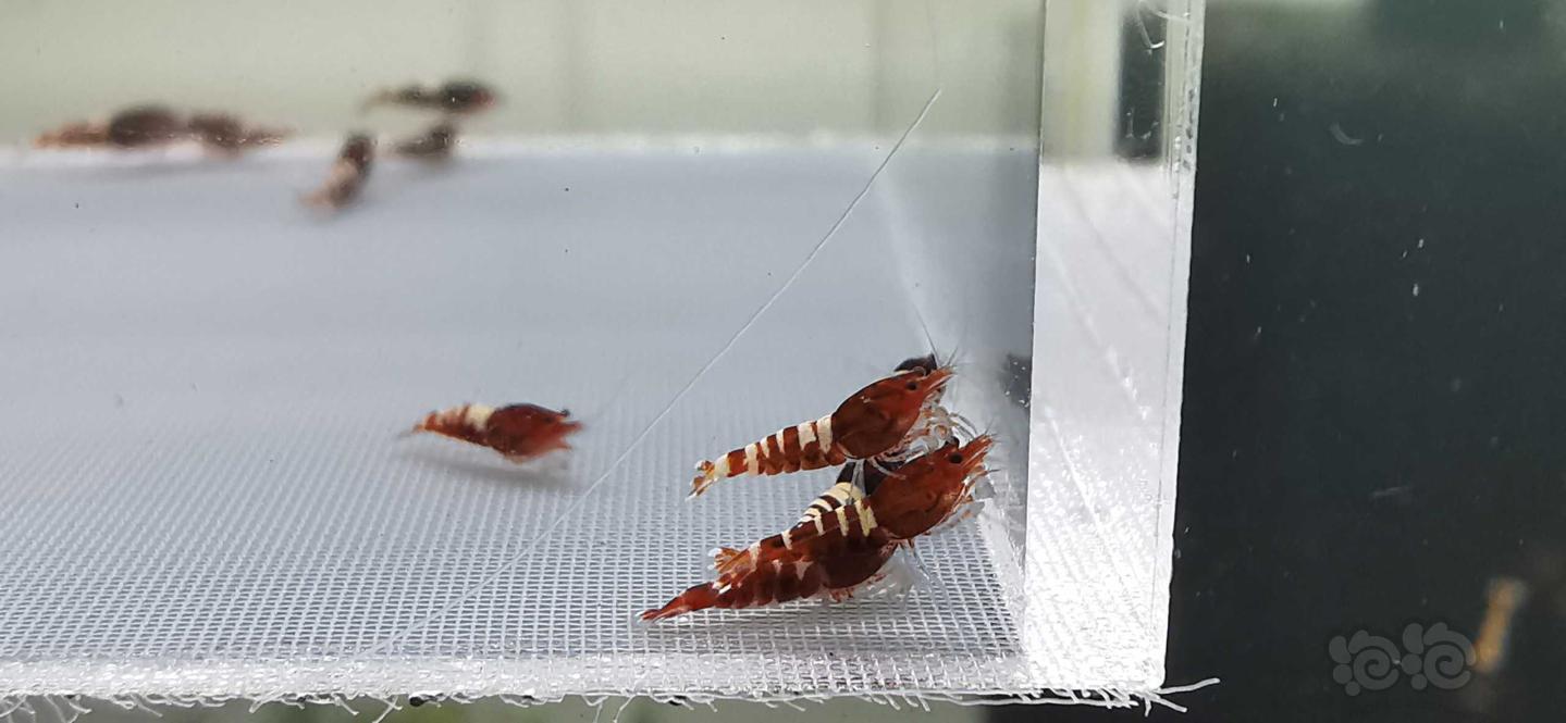 【虾】2020-08-04-#RMB拍卖红斑马15只-图4