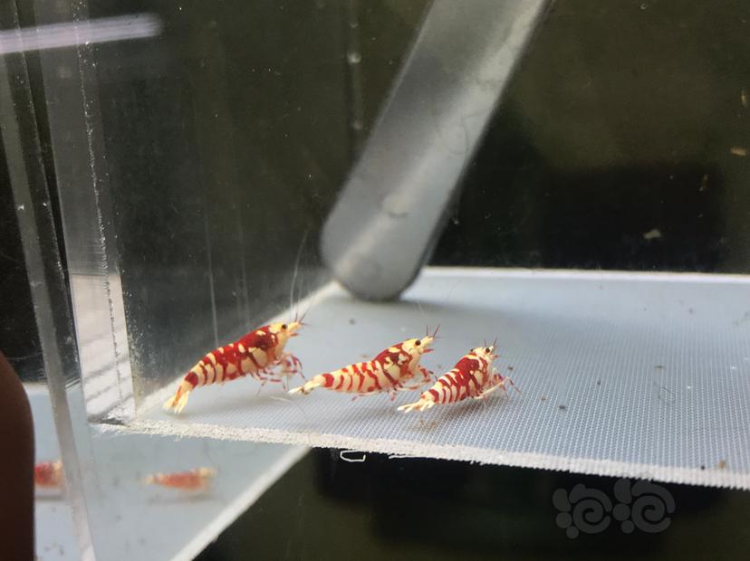 【虾】2020-08-24#RMB拍卖太极红花虎1公2母-图1