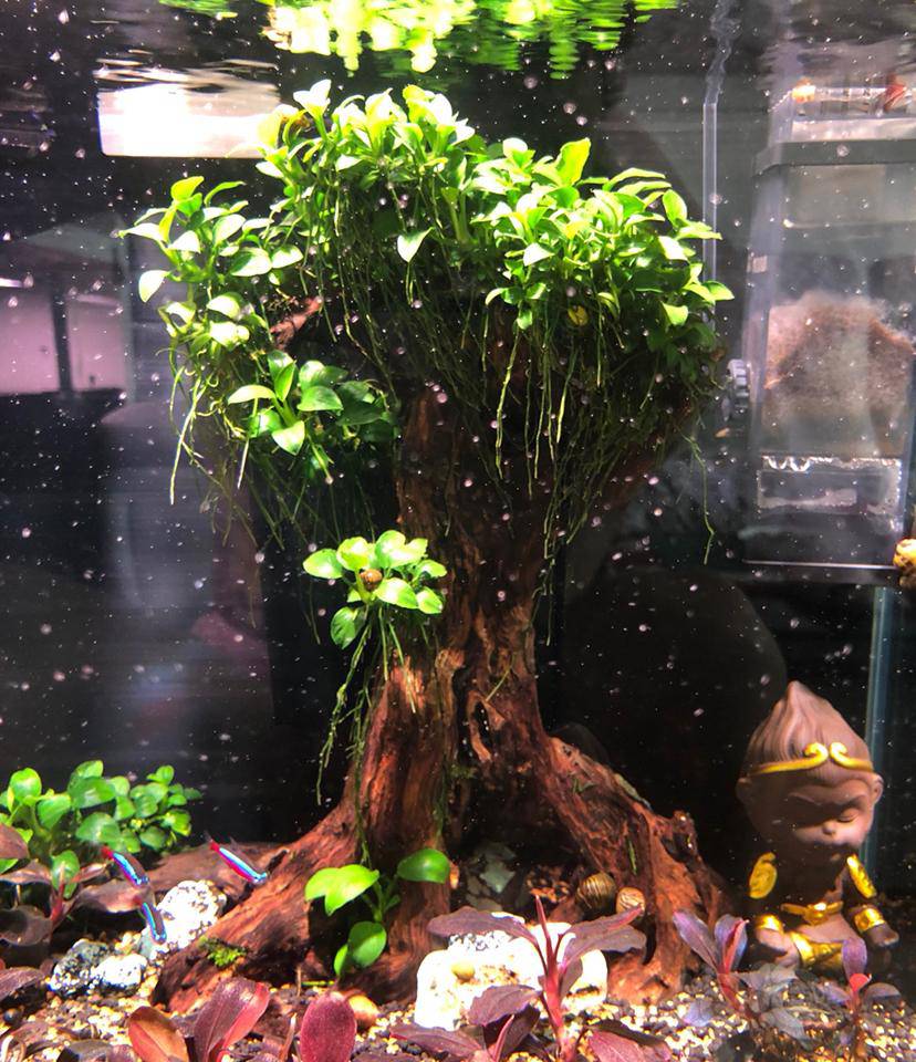 晒个迷你榕 小树