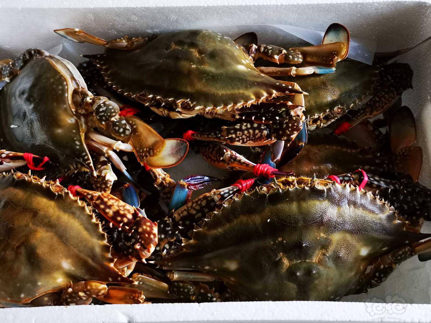 莱州湾的梭子蟹