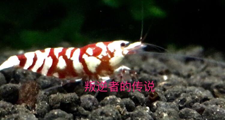 【虾】2020-09-20#RMB拍卖太极红花虎二只-图2