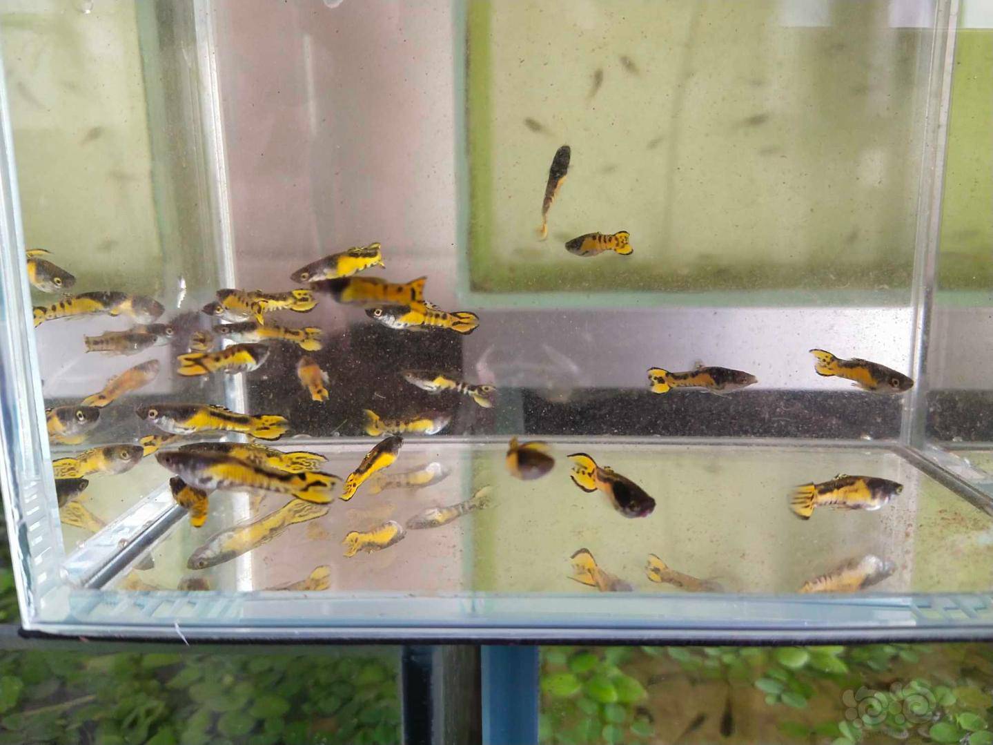 热带鱼出售虎斑精灵孔雀鱼