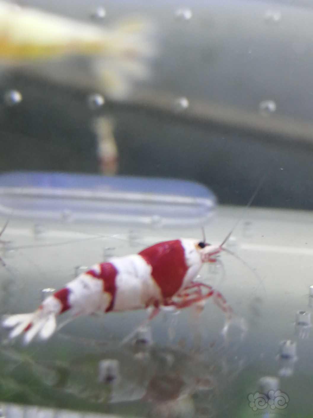 【虾】2020-9-24#RMB拍卖纯血红白水晶虾-图1