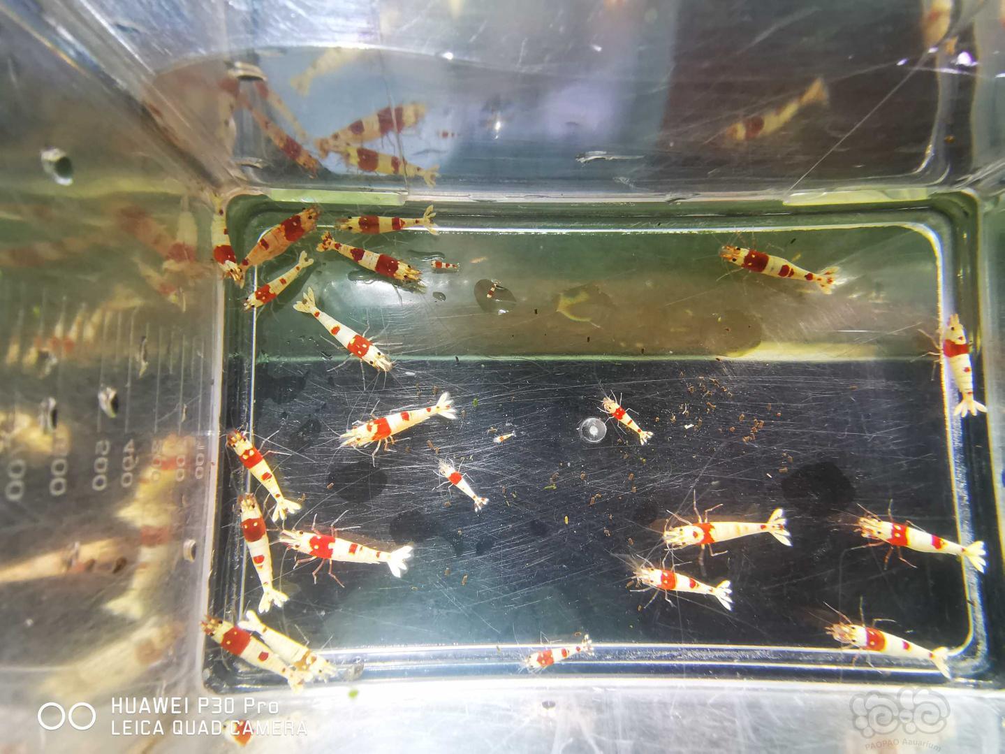 【虾】2020-9-24#RMB拍卖#纯血红白水晶虾一份20只公母对半，15只成虾，5只新成，送3只-图4