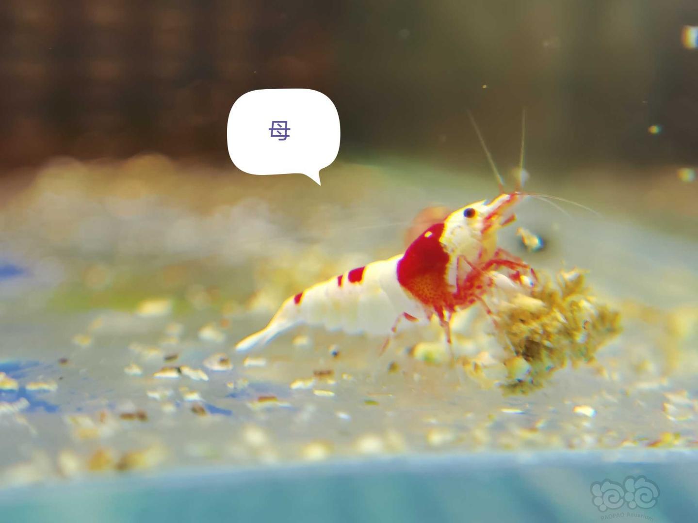 【虾】2020-09-10#RMB拍卖纯血红白亚成繁殖组3公4母-图5