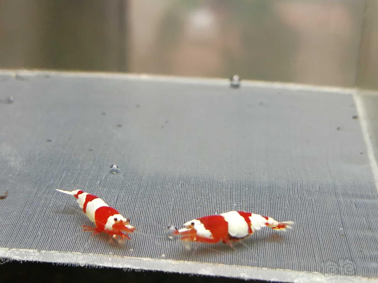 【虾】2020-09-14#RMB拍卖#红白纯血水晶虾一份2只-图2