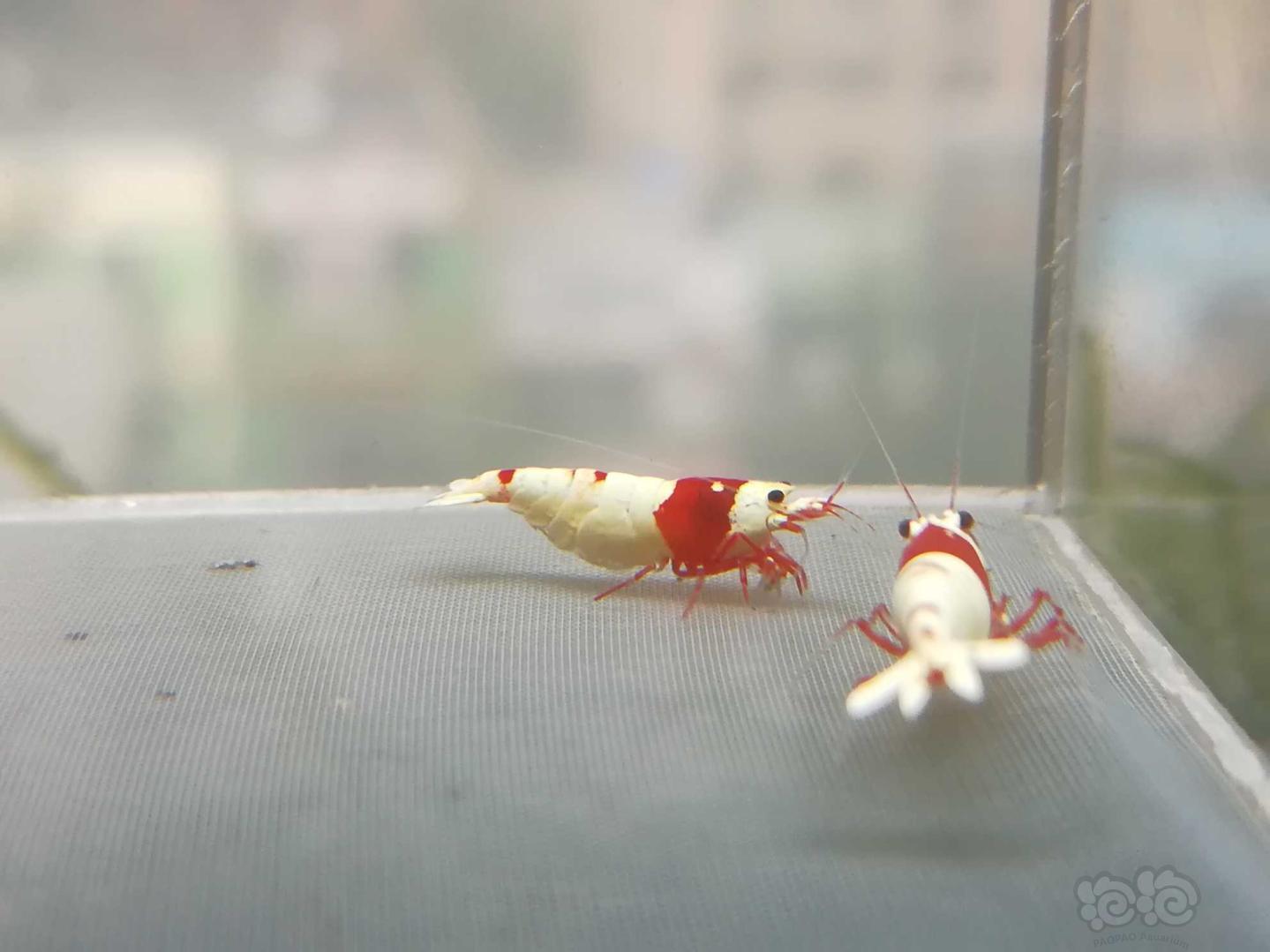 【虾】2020-9-08#RMB拍卖#红白纯血水晶虾一份2只-图6