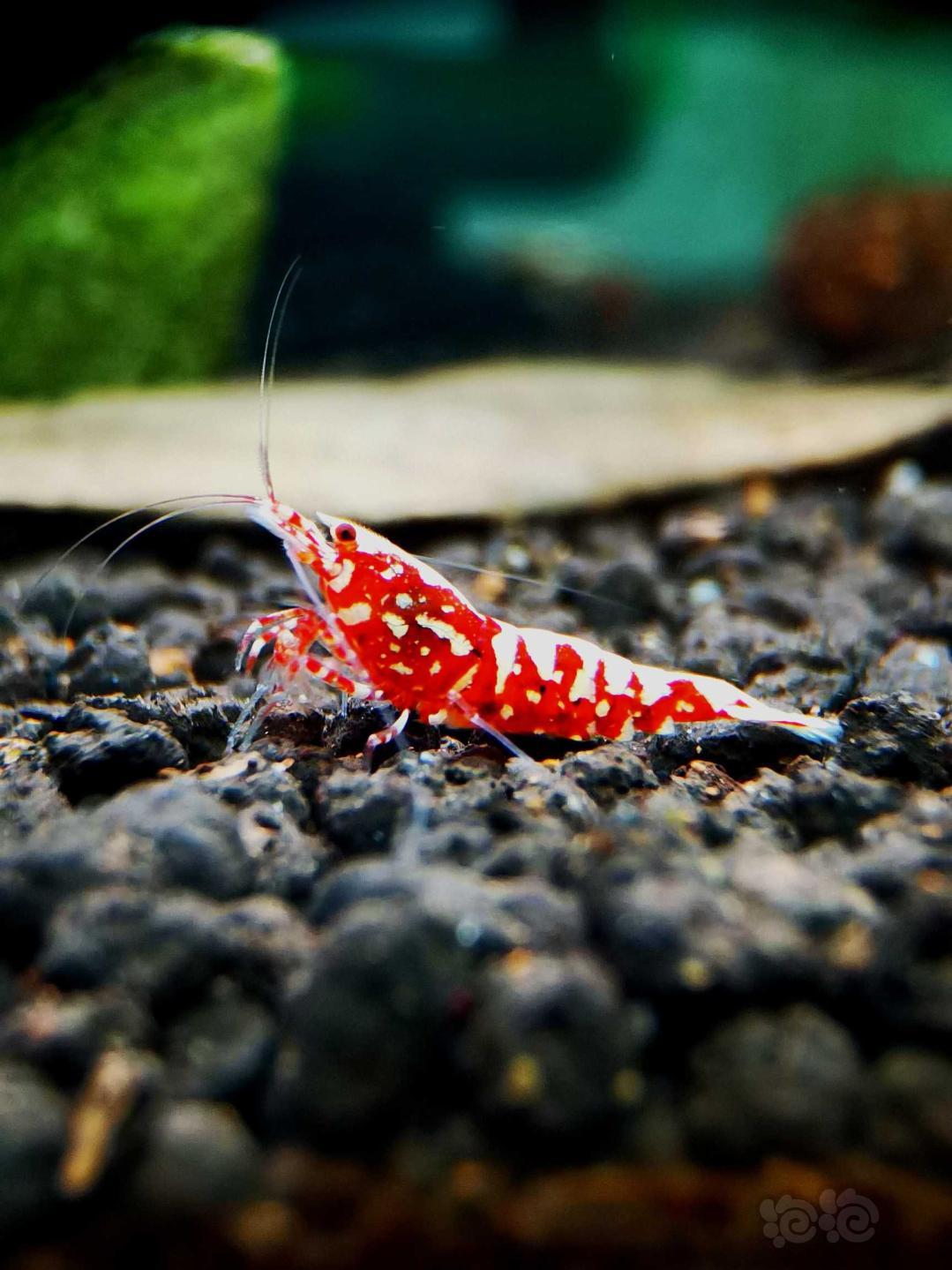 【虾】2020-9-15#RMB拍卖#红银河星钻水晶虾繁殖组一份4只-图5