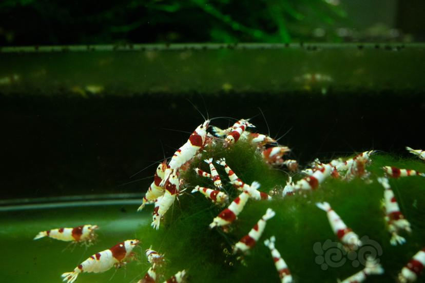【虾螺】出售红白纯系红白水晶虾-图1