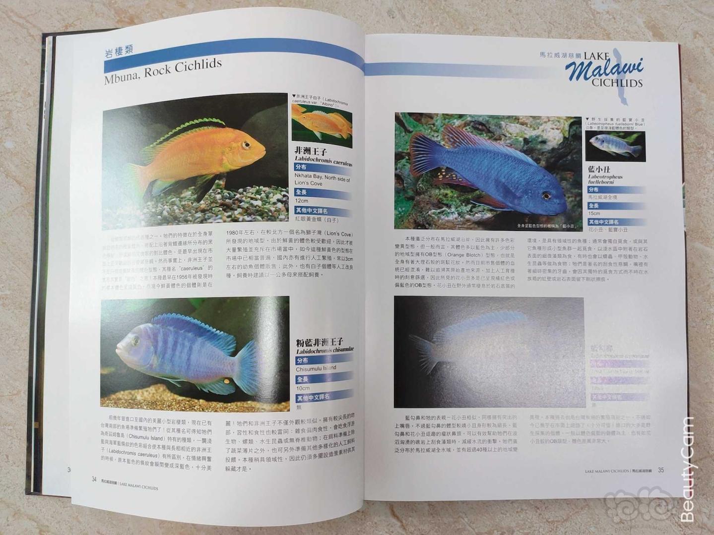 【其它】三湖慈鲷专业书籍《马拉威湖慈鲷》-图4