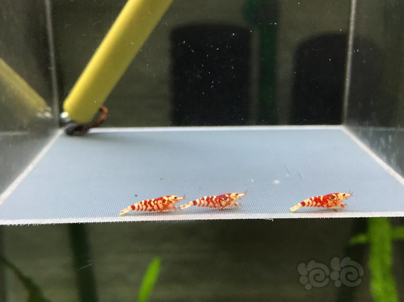 【虾】2020-09-07#RMB拍卖太极红花虎1公2母-图1