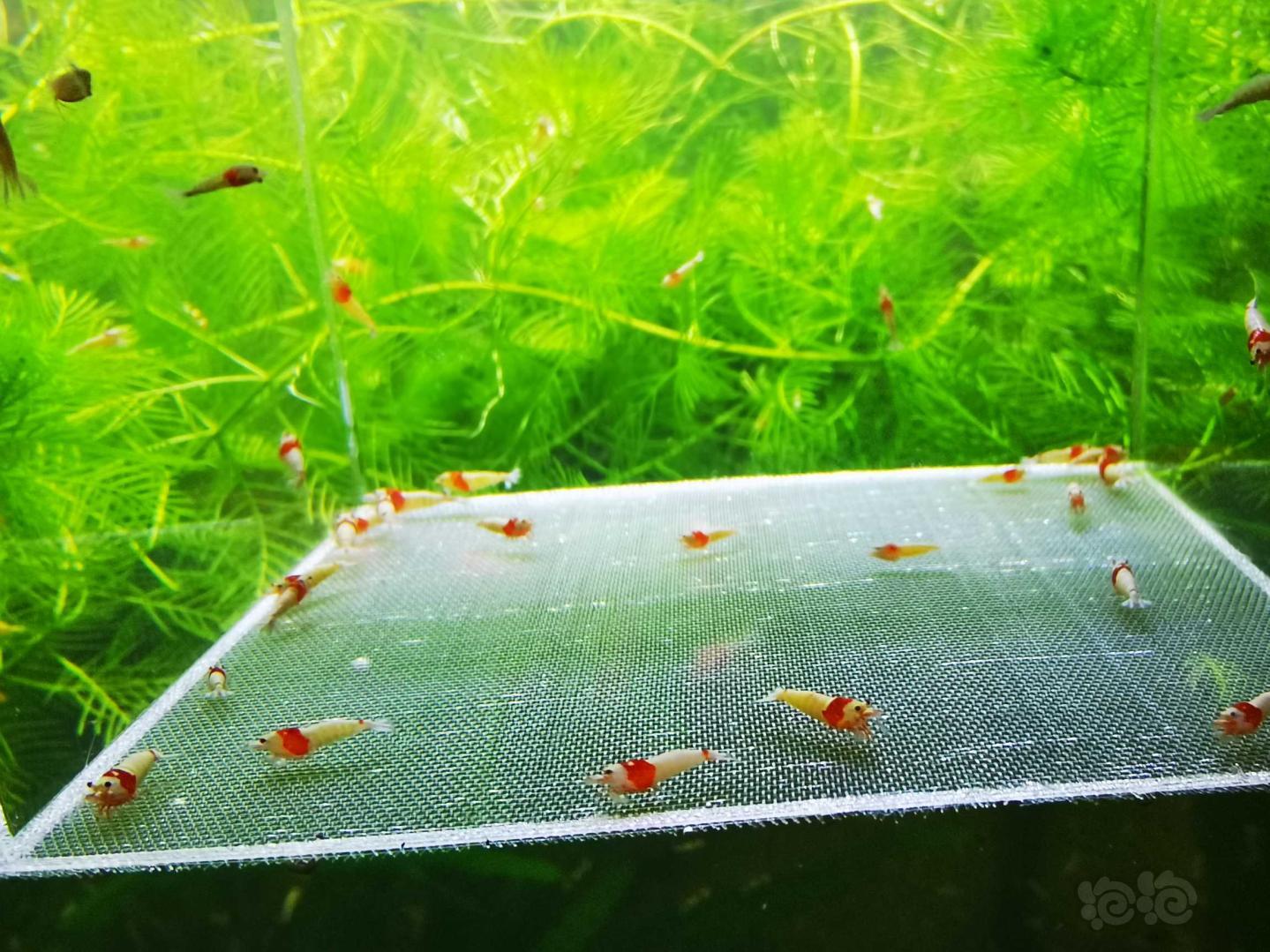 【虾】2020-09-03#RMB拍卖红白幼虾40只-图1