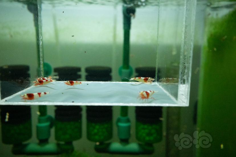 【虾】2020-09-11#RMB拍卖纯血红白水晶虾苗6只-图1