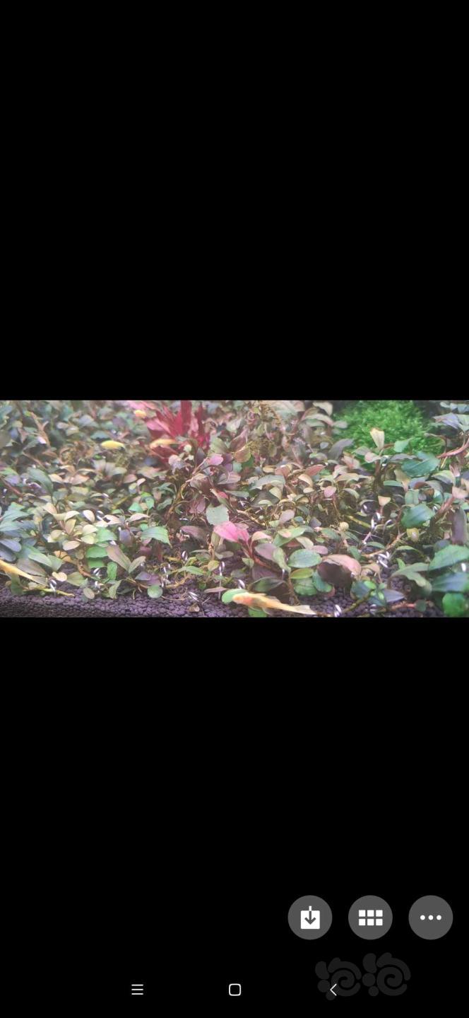 辣椒榕叶子上都起绿藻了怎么能处理干净大神们-图2