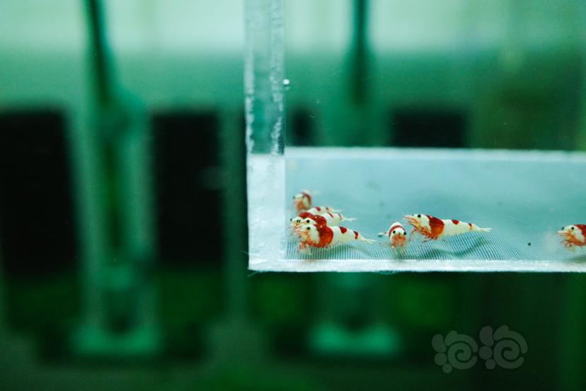 【虾】2020-09-16#RMB拍卖纯血红白水晶虾10只-图2