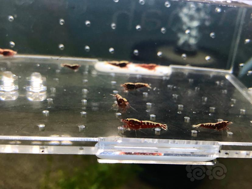【虾】2020-9-23#RMB拍卖深色系红银河鱼骨10幼虾只-图1
