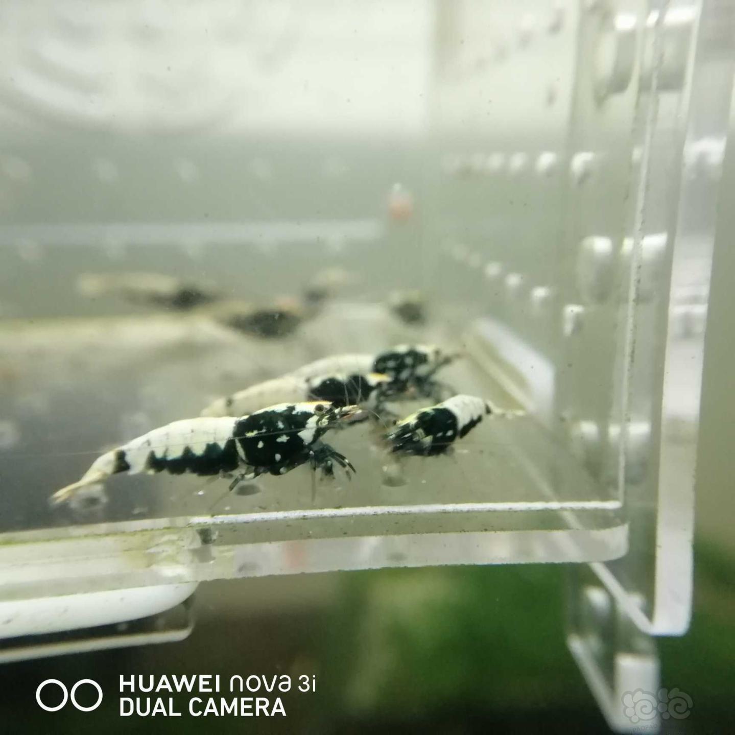 【虾】2020-09-18#RMB拍卖蟒淘汰水晶虾18只-图6