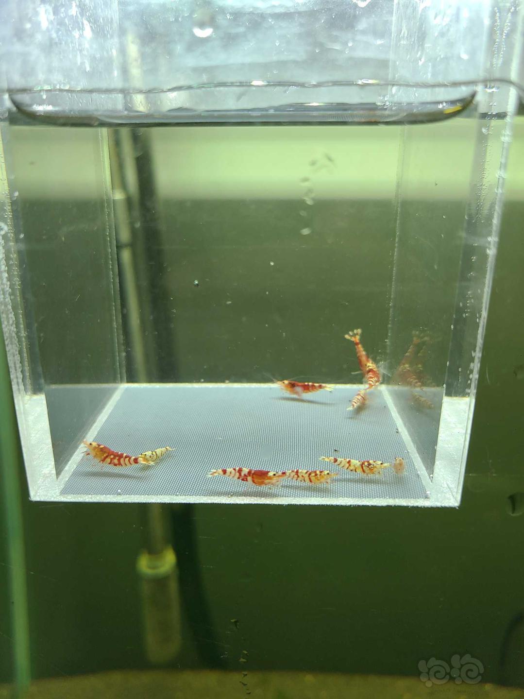 【虾】2020-09-21#RMB拍卖红花虎10只-图1