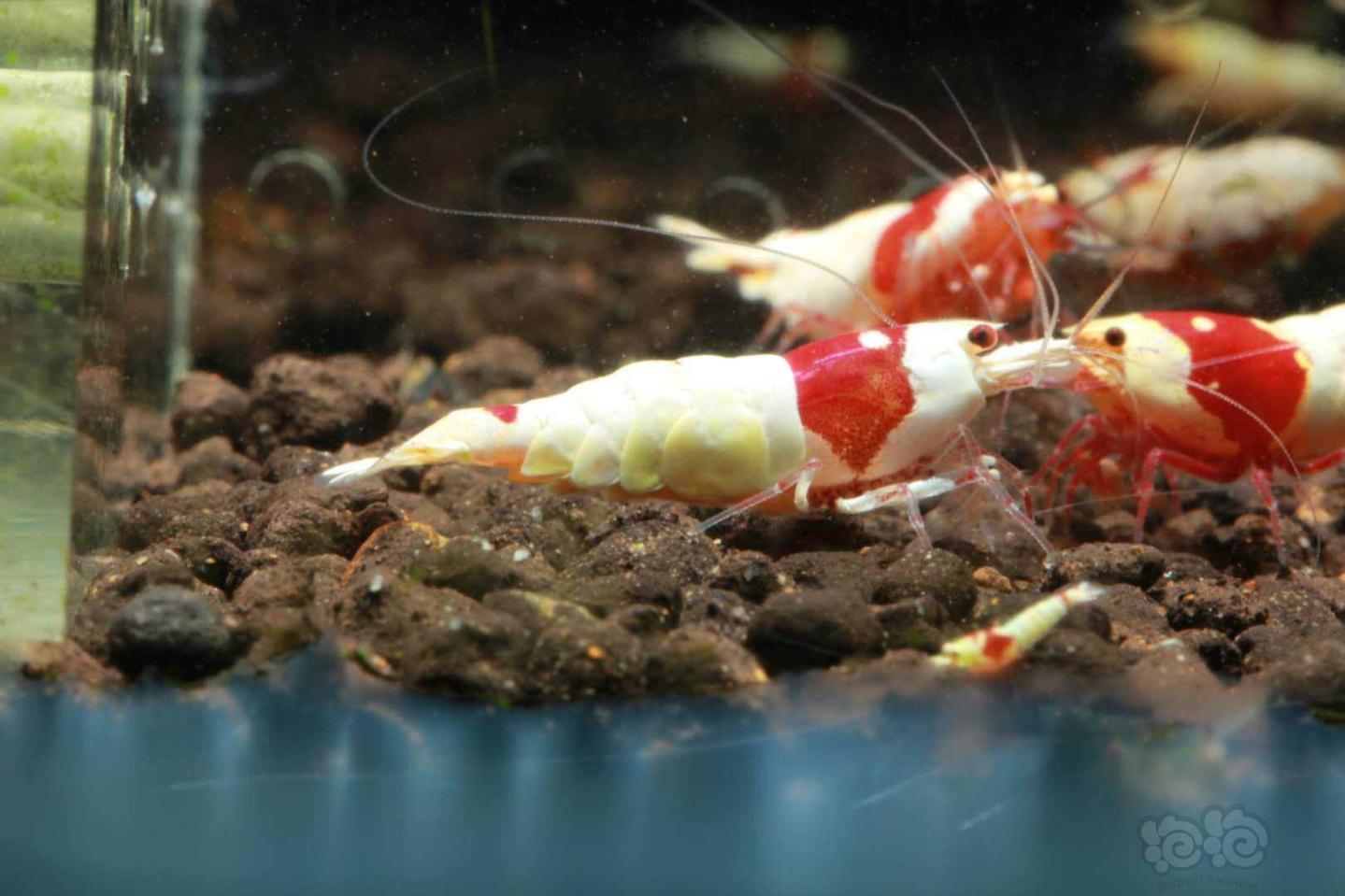 【虾】2020－9－2#拍卖纯血红白3只繁殖组-图2