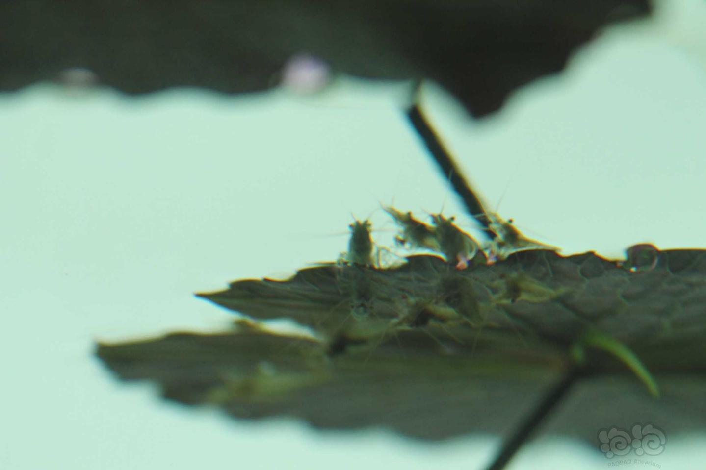 蹲在莲叶上的虾-图3