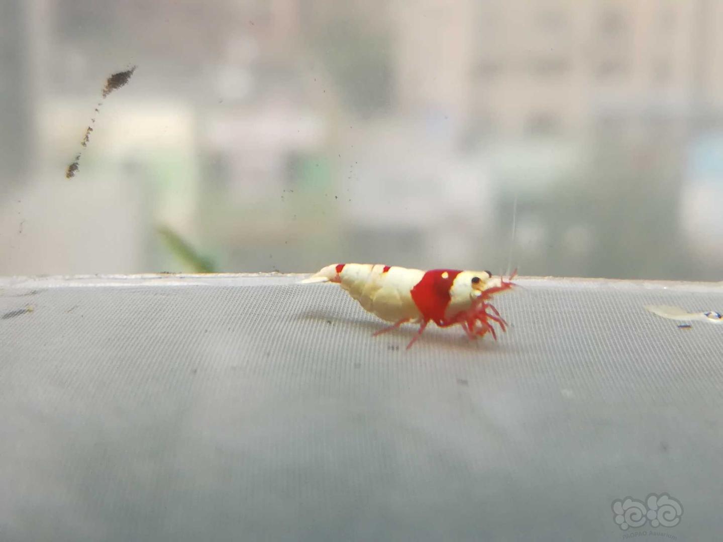 【虾】2020-9-08#RMB拍卖#红白纯血水晶虾一份2只-图7