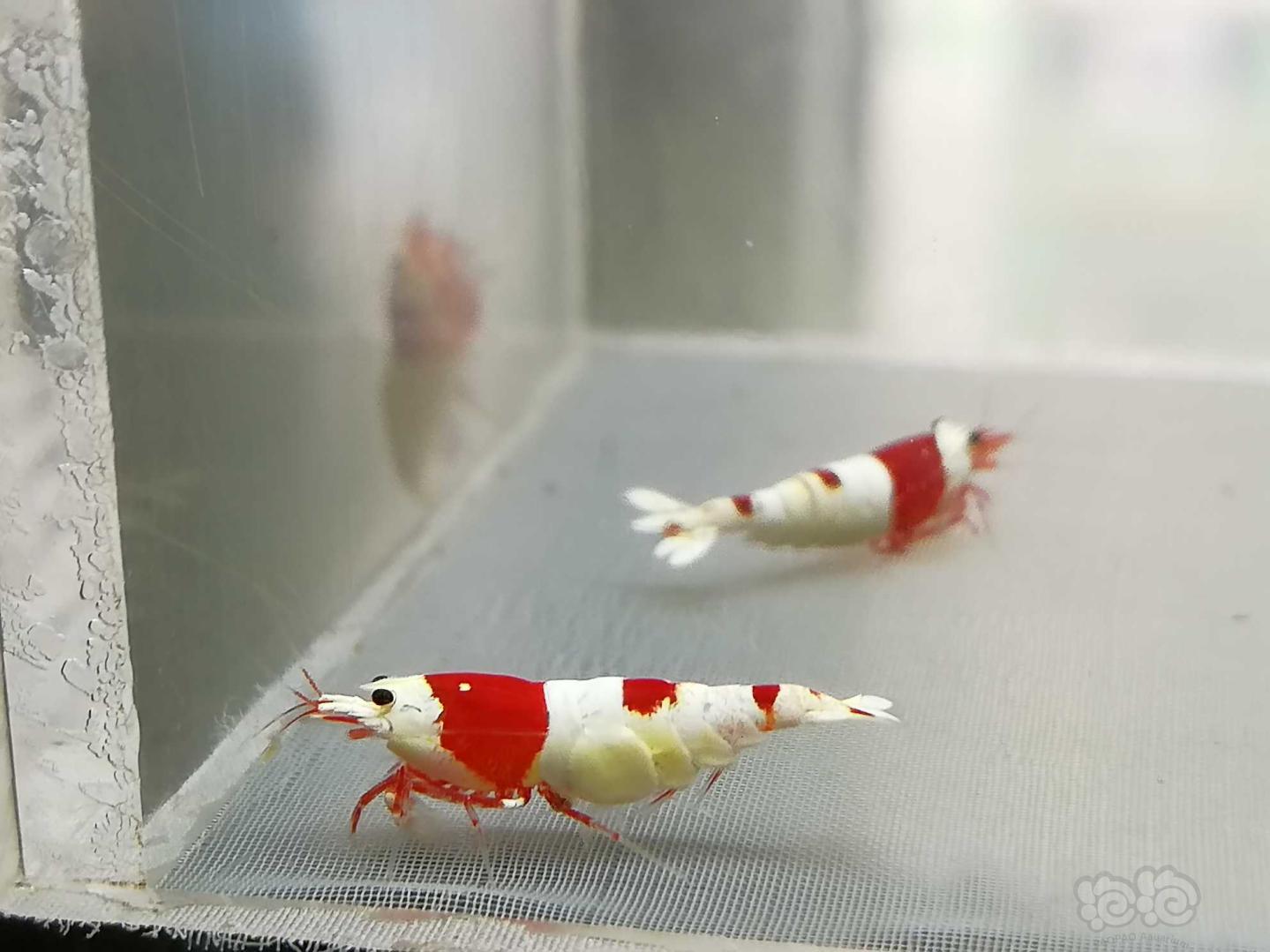 【虾】2020-09-15#RMB拍卖#红白纯血水晶虾一份2只-图5