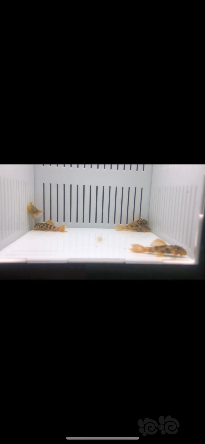 【热带鱼】出售异型，鼠鱼，漂浮隔离盒，繁殖盒，育苗盒-图5