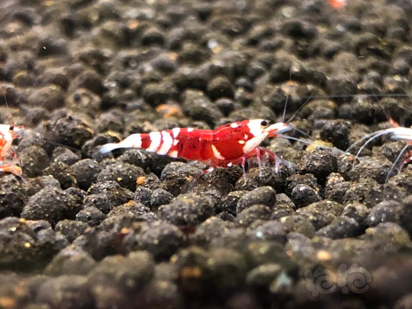 【虾】2020-09-26#RMB拍卖红宝石花虎一对2只-图5