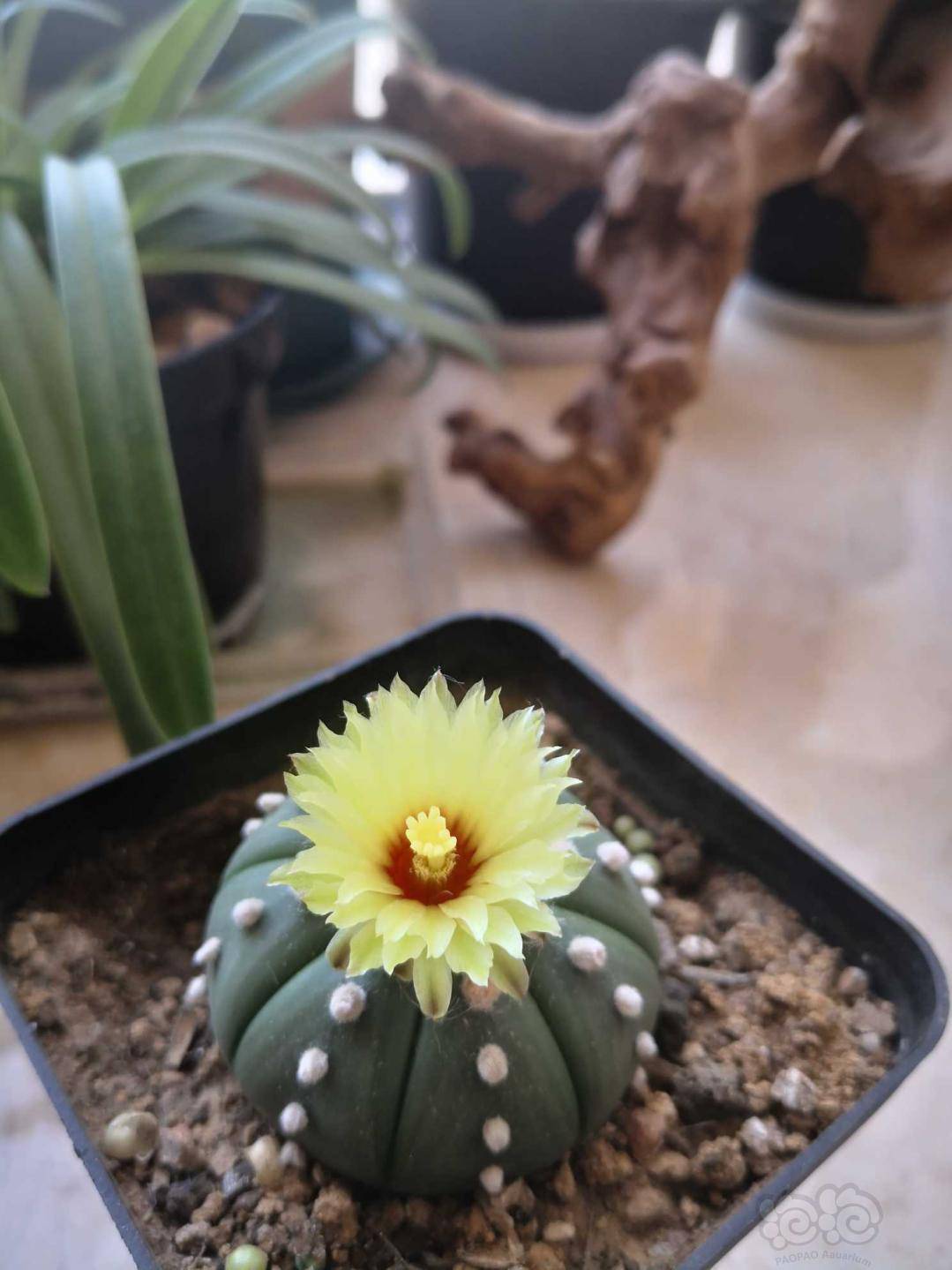 仙人掌 琉璃兜之花 泡泡水族