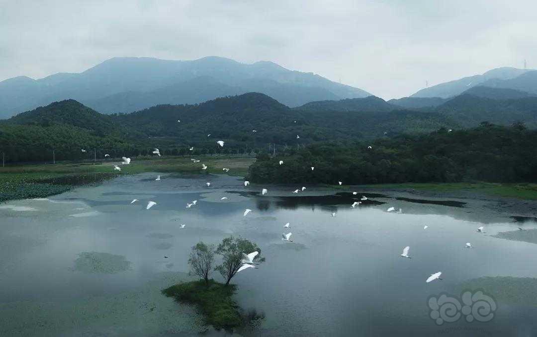 每日一景|杭州萧山仙女湖-图1
