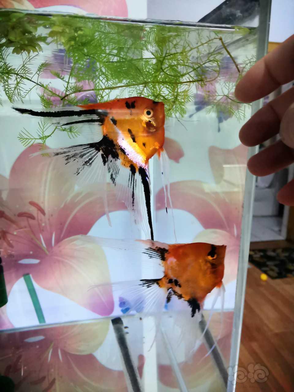 台湾大红袍燕鱼图片