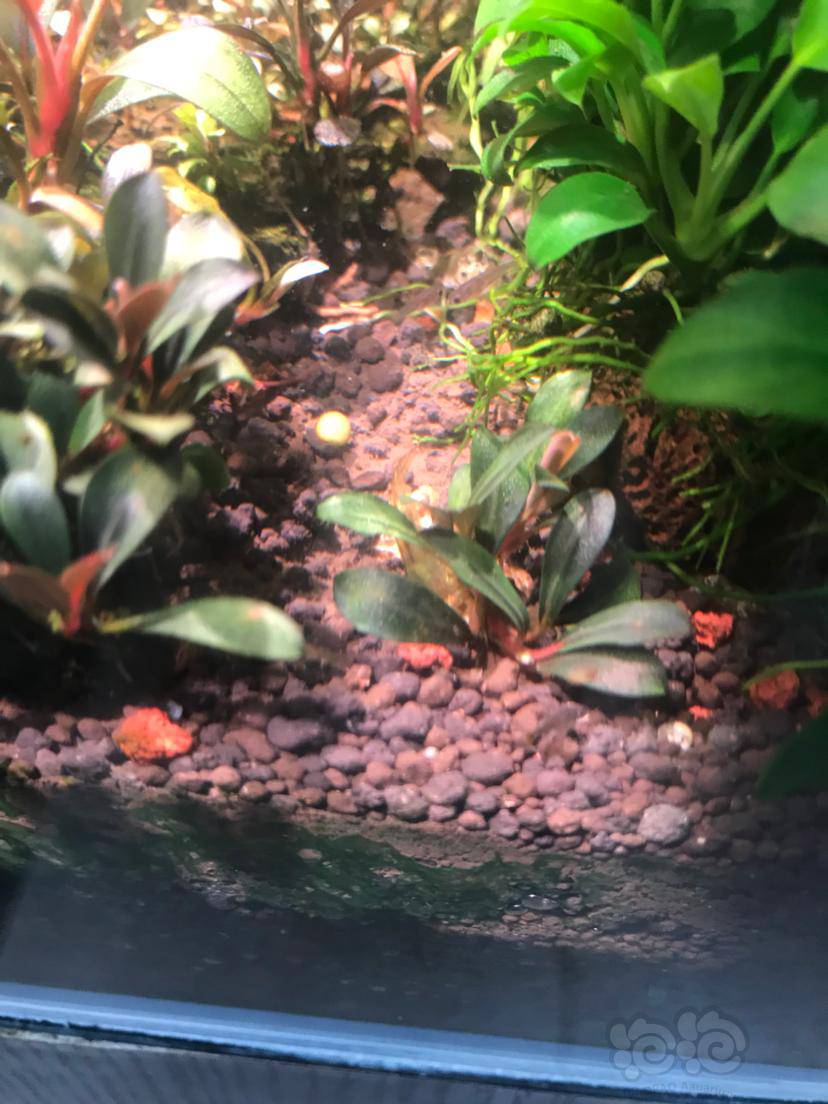 【水草】出辣椒榕卡佩特4,k4