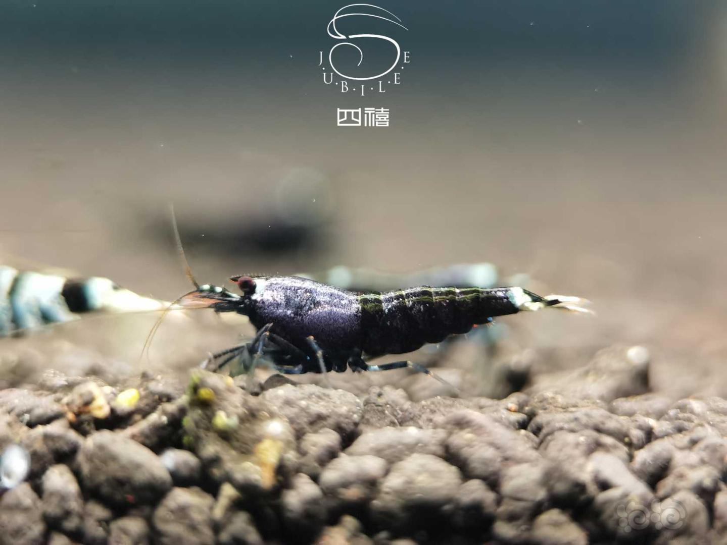 【虾】2020-09-26#RMB拍卖金属紫小虾3只-图3