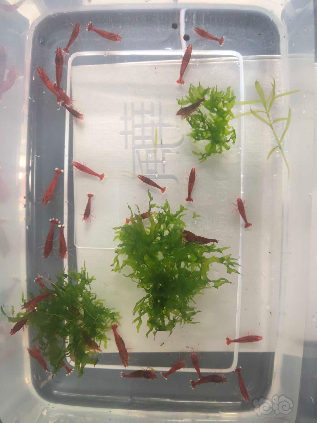 【虾】2020-09-15#RMB拍卖全红水晶虾一份38只-图5