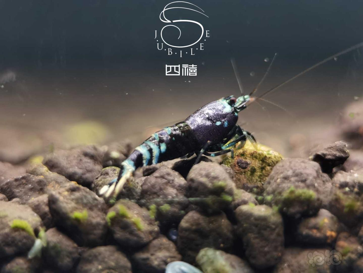 【虾】2020-09-26#RMB拍卖金属紫小虾3只-图1
