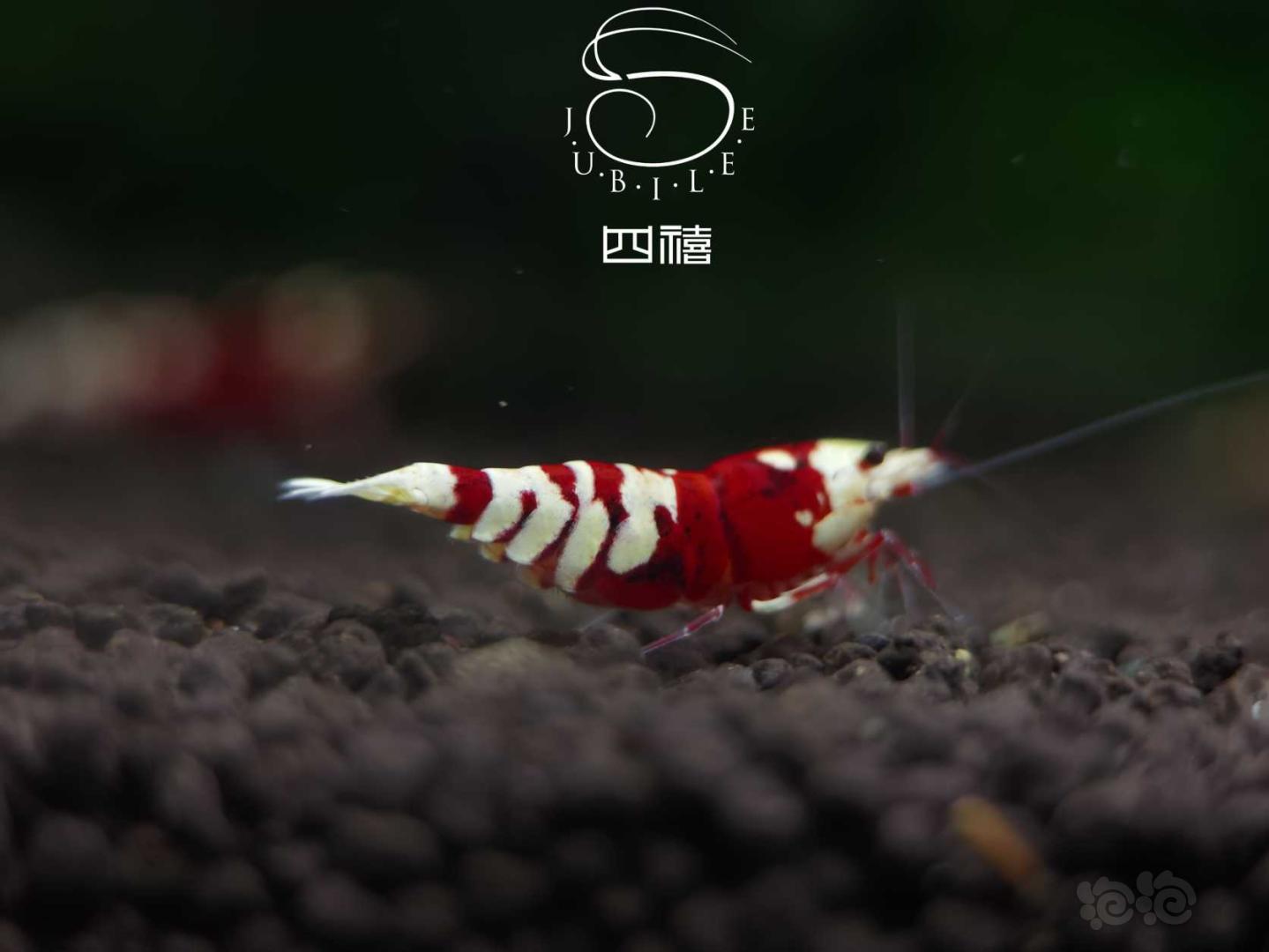 【虾】2020-09-26#RMB拍卖太极红花虎一对-图1