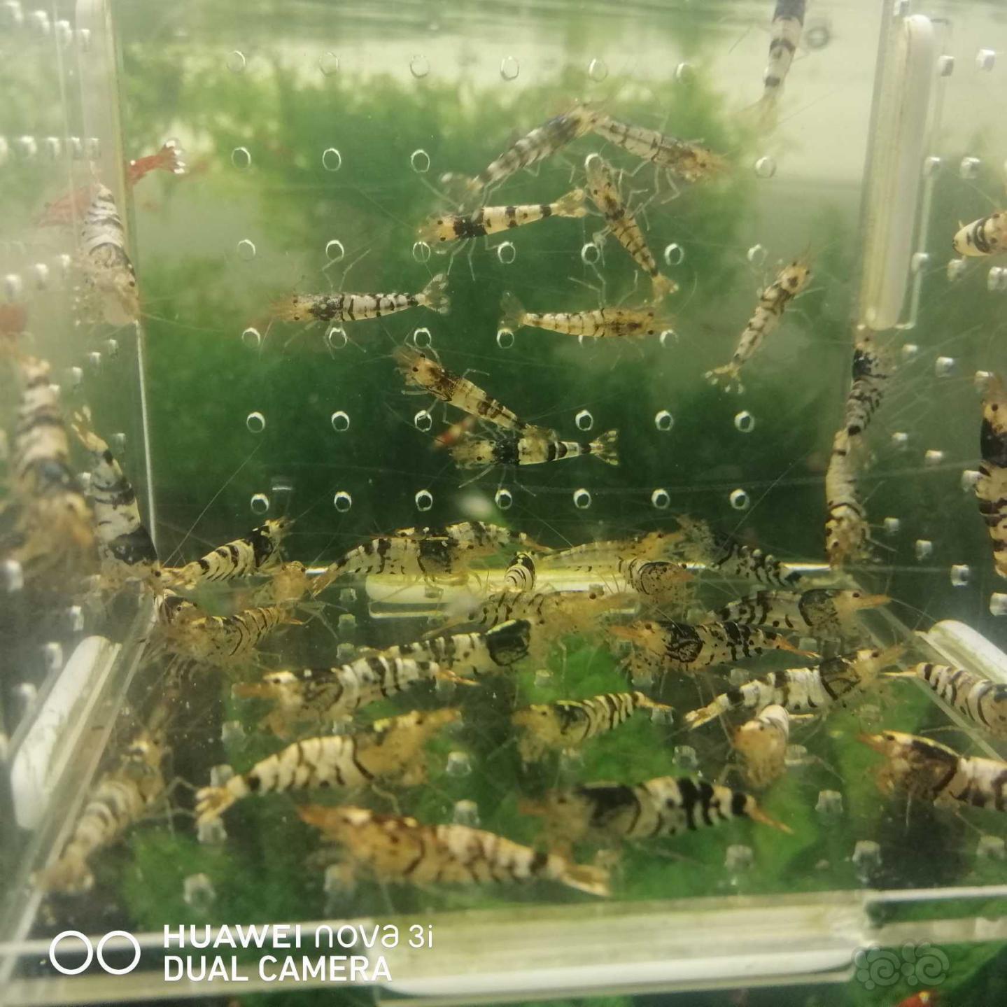 【虾】2020-09-20#RMB拍卖虎纹水晶虾40只-图6