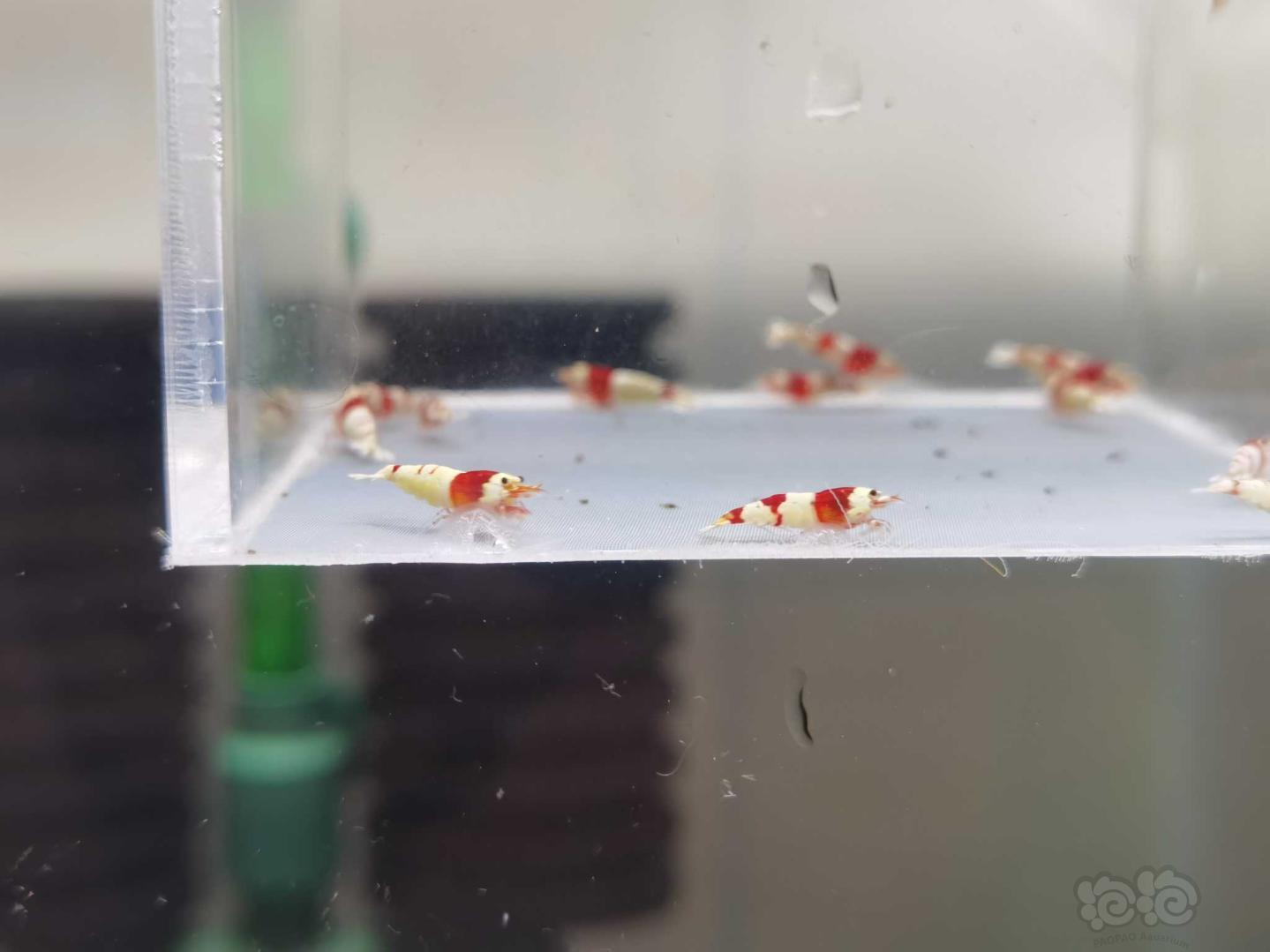 【虾】2020-09-10#RMB拍卖纯血红白水晶虾苗10只-图4