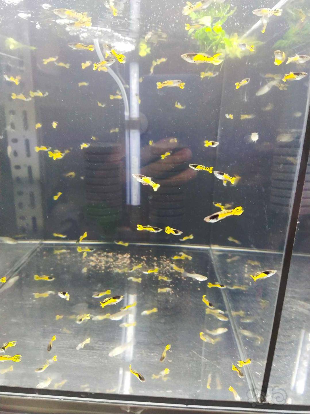 热带鱼出售虎斑精灵孔雀鱼