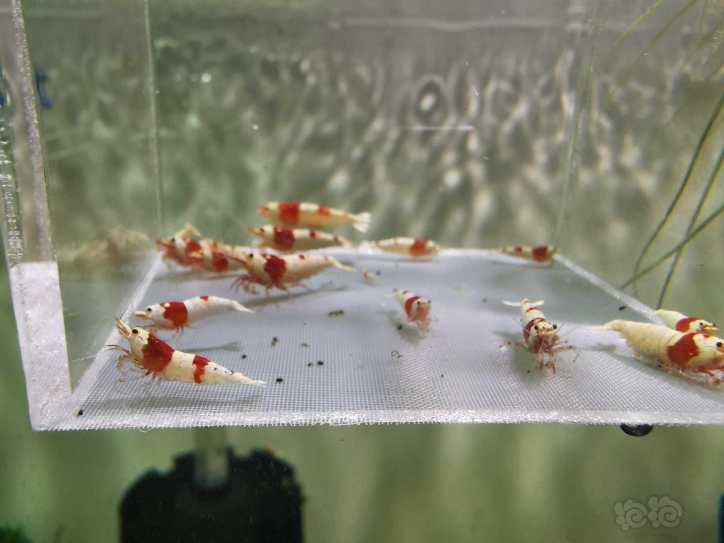 【虾】2020-9-24#RMB拍卖#纯血红白水晶虾一份20只公母对半，15只成虾，5只新成，送3只-图3