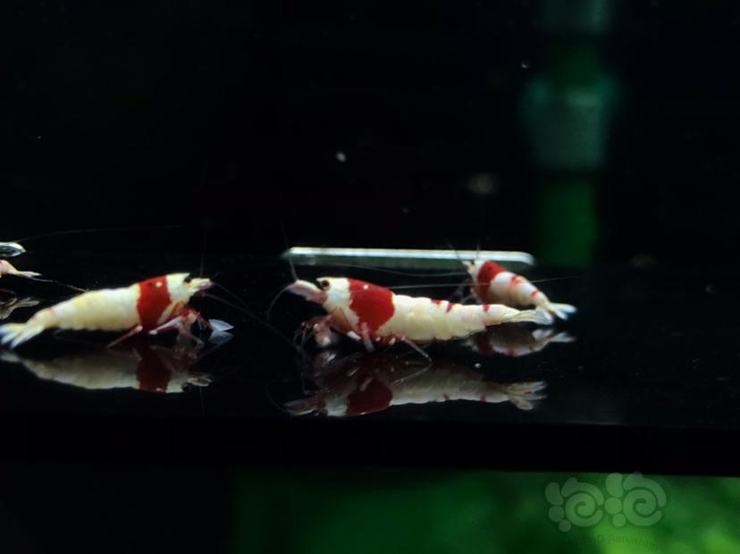 【虾】2020-10-1#RMB拍卖#纯血红白水晶虾一份5只-图2