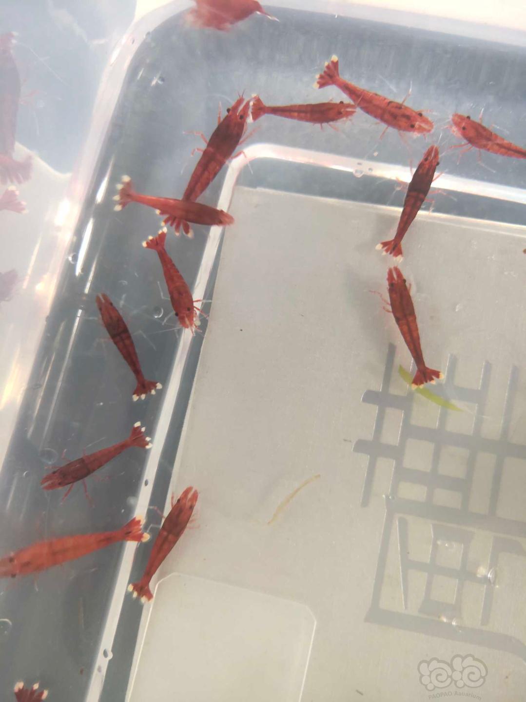 【虾】2020-09-15#RMB拍卖全红水晶虾一份38只-图2